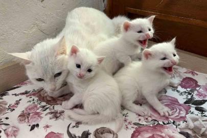 2026 yılının ilk Van kedisi yavruları doğdu