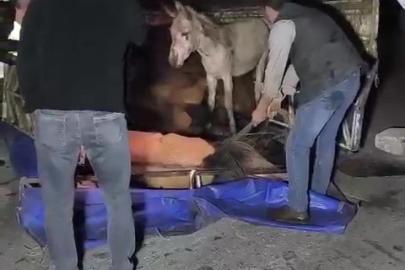 Adana’da kasası eşek dolu kamyonet yola devrildi