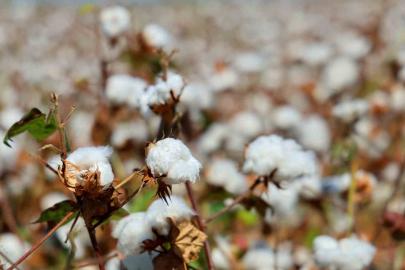 Adana’da pamukta ’pembekurt’ zararlısına karşı uyarı
