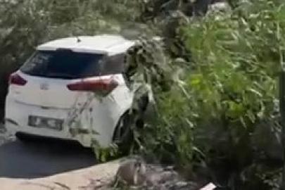 Adana’da şiddetli rüzgar ağaçları devirdi