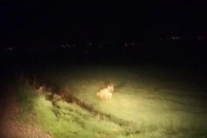 Adıyaman’da çizgili sırtlan görüldü