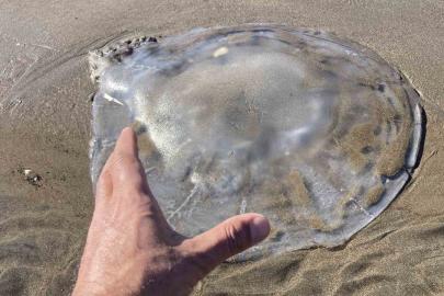 Akdeniz’deki zehirli denizanaları Mersin sahillerine vurdu