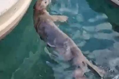 Akyarlar’da yavru Akdeniz foku ilgi odağı oldu