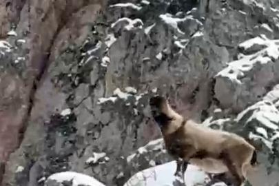 Aladağlar’da yaban hayatı görüntülendi
