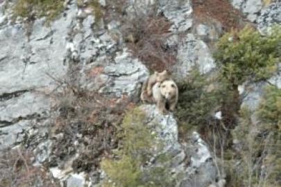 Anne boz ayı sırtındaki yavrusu ile dron kamerasına yakalandı