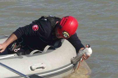 Antalya itfaiyesinden film gibi martı kurtarma operasyonu