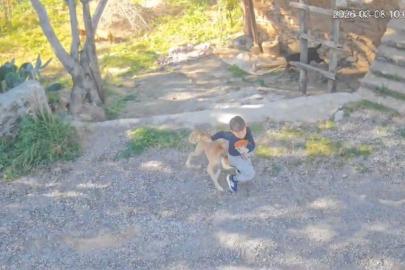 Antalya’da sahipsiz köpeğin saldırısına uğrayan 7 yaşındaki çocuk hastanelik oldu