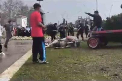 Atını sopa ve tekmeyle bayılttı