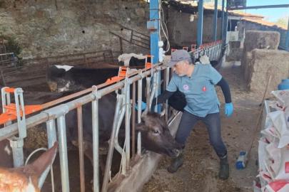 Aydın’da şap ve hastalıklara karşı aşılama çalışmaları sürüyor