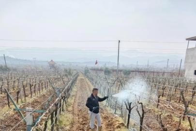 Bağlarda çiçek öncesi ilaçlama programı açıklandı