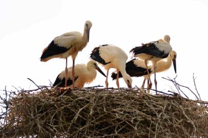 Baharın habercisi leylekler Erzincan’a erken geldi