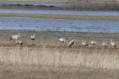 Baharın ilk habercilerinden turnalar kendini gösterdi