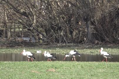Baharın müjdecisi leylekler görsel şölen oluşturdu