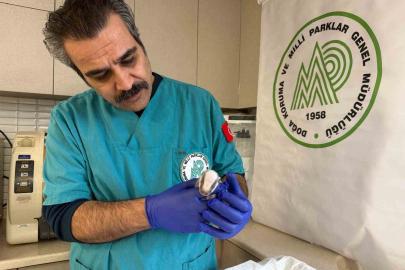 Balıkesir’de bitkin halde bulunan porsuk yavrusu koruma altına alındı