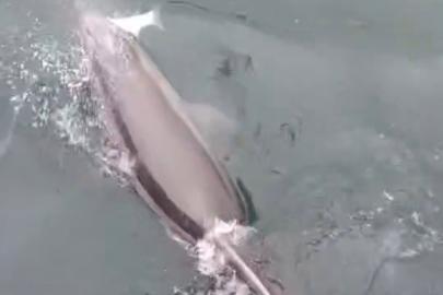 Bandırma Limanı’nda yunus avlanırken görüntülendi