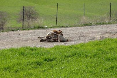 Baraj içerisine ve ulu orta atılan büyükbaş hayvan leşleri pes dedirtti