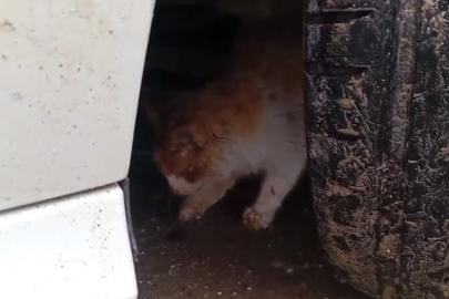 Batman’da aracın motoruna sıkışan kedi kurtarıldı