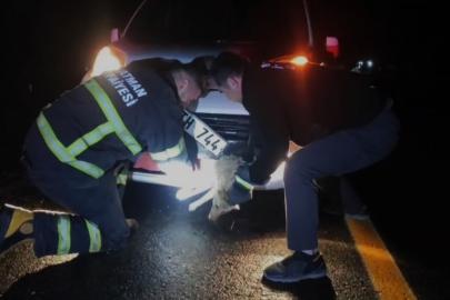 Batman’da çarpma sonucu aracın tamponuna sıkışan tilki kurtarıldı