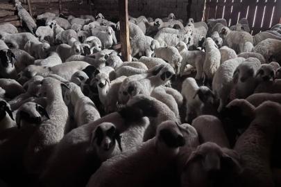 Bayburt’ta buzağı, malak, kuzu ve oğlak desteği ikinci dönem başvuruları yarın başlıyor