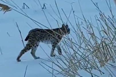Bayburt’ta karlı arazide görülen vaşak vatandaşları heyecanlandırdı