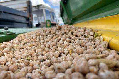 Bayburt’ta üreticilere yüzde 75 hibeli nohut tohumu desteği