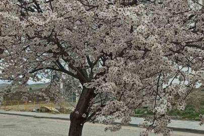 Beypazarı’nda badem ve kayısı ağaçları çiçek açtı