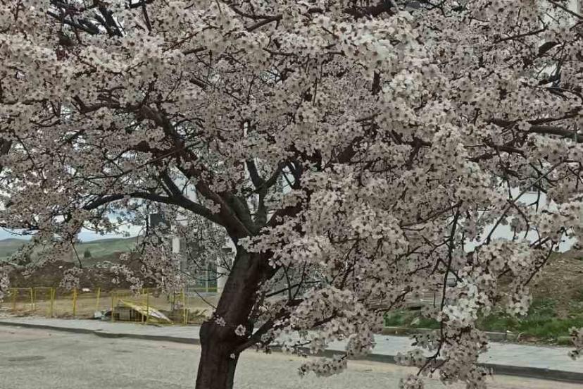 Beypazarı’nda badem ve kayısı ağaçları çiçek açtı
