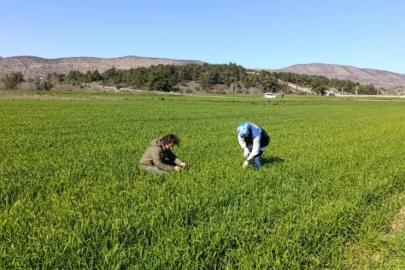 Bilecik’te buğday ekili alanlar denetlendi