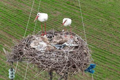 Binlerce kilometre mesafe kateden leylekler yuvalarını Diyarbakır’da kuruyor