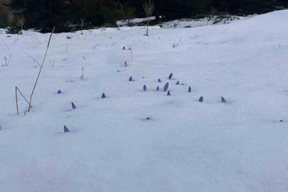 Bolu’da açan çiğdemler kar altında kaldı