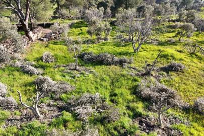 Böyle öfke görülmedi, bir gecede yüzlerce incir ve zeytin ağacını kesip ortadan kayboldular