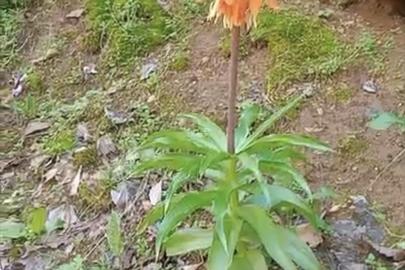 Bu çiçeği koparmanın cezası ikinci el araba fiyatını geçiyor