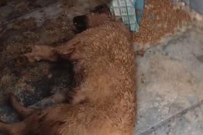 Bucak Belediyesi Sokak Hayvanları Bakımevi ve Rehabilitasyon Merkezi’nde feci görüntüler