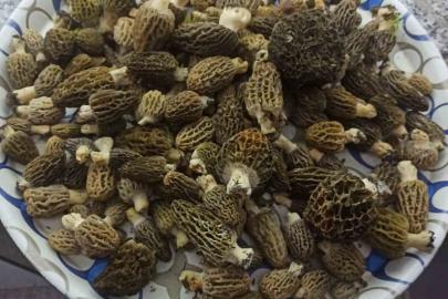 Buldan ormanlarında kuzugöbeği bereketi