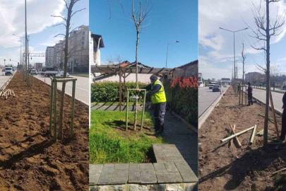 Bursa’nın 700 yıllık mirası 700 çınarla kök salıyor