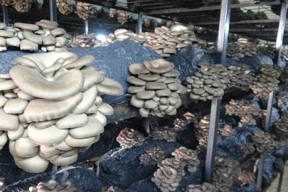 Çarşamba’da istiridye mantarı üretimi artıyor