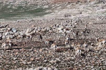 Cudi Dağında ceylan popülasyonu 165’e ulaştı