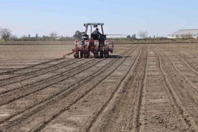 Çukurova’nın bereketli toprakları mısır ve ayçiçeği tohumları ile buluştu