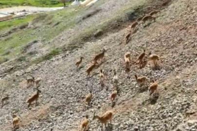Dağ keçileri Palu Kalesi’nde