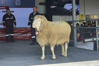 Damızlık koçta rekor, açık artırmada 1 milyonluk satış
