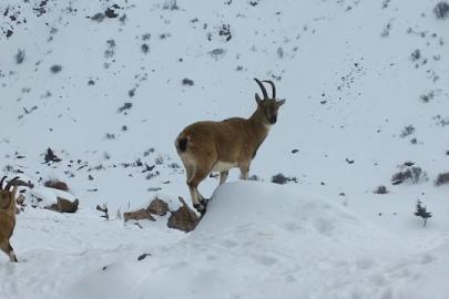 Demirkazık’ta yaban hayatı için yemleme çalışmaları sürüyor