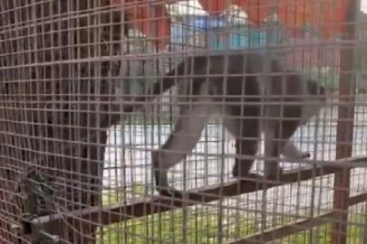 Denizli’de 3 örümcek maymunu ele geçirildi