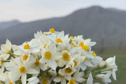 Derecik ilçesinde bahar yüzünü gösterdi