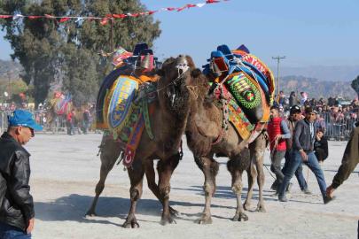 Deve güreşi takvimi belli oldu