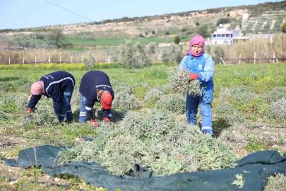 Didim’de ada çayı hasadı yapıldı