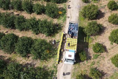 Dikenli limon üreticinin yüzünü güldürdü