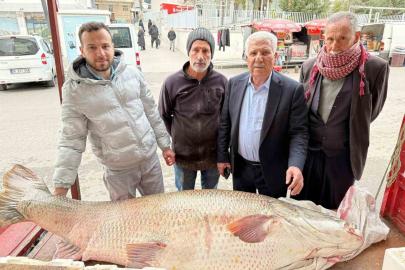 Diyarbakır’da 120 kiloluk turna balığı görenleri hayrete düşürdü