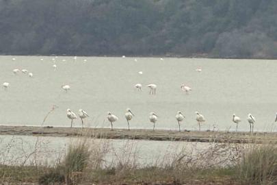 Eceabat Kaymakamı Kerem Yenigün’den Suvla Bölgesinde Doğa İncelemesi