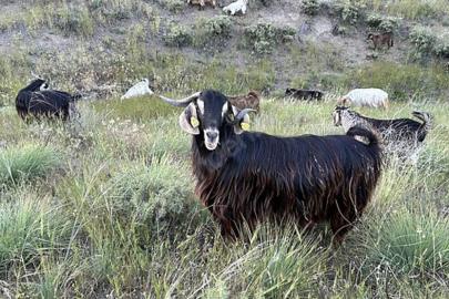 Edirne’de brusella alarmı: Keçiler karantinaya alındı