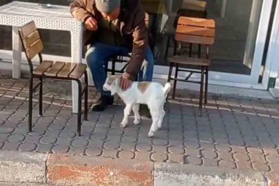 Edirne’de de "keçi ile alışveriş" keyfi